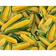 CORN HUSK ON 30/BOX - SEASONAL