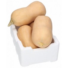 PUMPKIN BUTTERNUT 10 PC/BOX